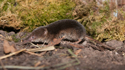 Common Shrew