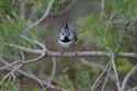 Crested Tit