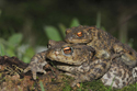 Common Toad