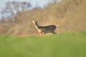 Chinese Water Deer