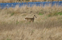 Roe Deer