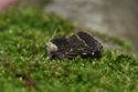 December Moth