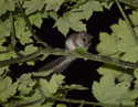 Edible Dormouse