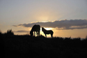 Exmoor Ponies