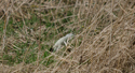 Ermine