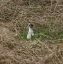 Ermine