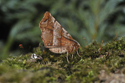 Early Thorn
