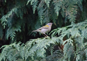Firecrest
