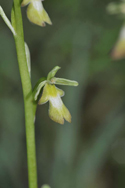 Fly Orchid (ochroleuca)