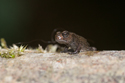 Froglet