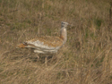 Great Bustard