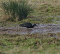 Glossy Ibis