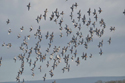 Godwits