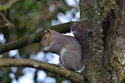 Grey Squirrel
