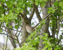 Garden Warbler