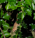 Hazel Dormouse