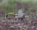 Hawfinch