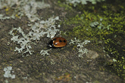 Hieroglyphic Ladybird