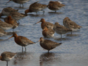 Hudsonian Godwit