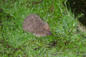 Hedgehog