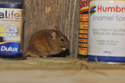 House Mouse
