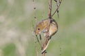 Harvest Mouse