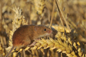 Harvest Mouse