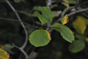 Houston's Whitebeam
