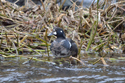 Harlequin Duck