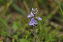 Heath Speedwell