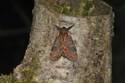 Iron Prominent