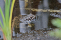 Iberian Water Frog