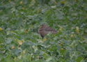 Little Bustard
