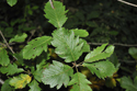 Ley's Whitebeam