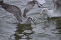 Laughing Gull