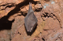 Lesser Horseshoe Bat