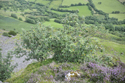 Llanthony Whitebeam