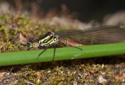 Large Red Damselfly