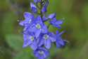Large Speedwell