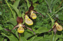 Lady's Slipper Orchid