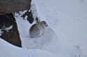 Mountain Hare