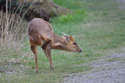 Muntjac