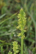 Musk Orchid