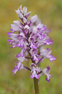 Military Orchid