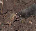 Mole