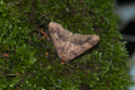 Mottled Umber