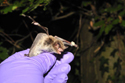 Natterer's Bat