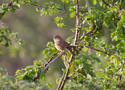 Nightingale