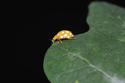 Orange Ladybird