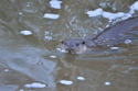 Otter